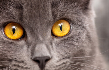 Portrait of a gray cat with yellow eyes.