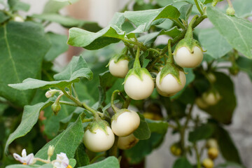 Thai eggplant with leaves hang on the tree in garden.