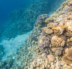 Coral reef under sea water.