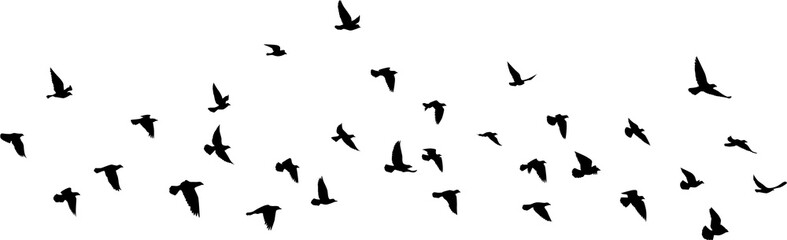 Flying birds silhouettes pattern wallpaper. PNG transparent. isolated bird flying. tattoo design. template for card, package, and wallpaper.