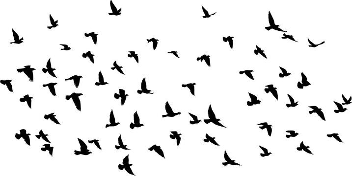 Flying birds silhouettes pattern wallpaper. PNG transparent. isolated bird flying. tattoo design. template for card, package, and wallpaper.