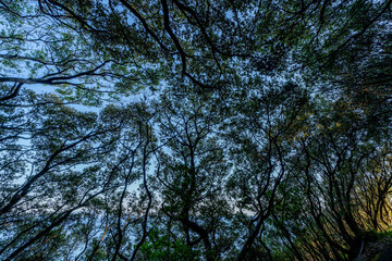 Fototapeta premium 叶崎