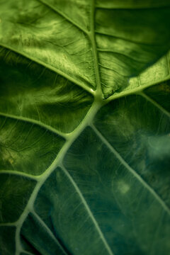 Macro View Of Tropical Leaf