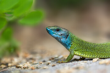 Naklejka na ściany i meble Portrait of a male European green lizard (Lacerta viridis)