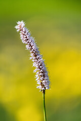 Obraz premium Pink flower of common bistort (Bistorta officinalis or Persicaria bistorta) on the meadow on a sunny summer day. Yellow-green background. Close-up. Europe, Bulgaria