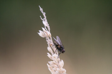 Housefly (Musca Domestica)