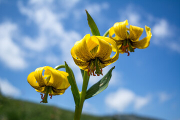 Yellow Martagon Lily (Lilium Pyrenaicum), Pyrenean lily, yellow Turk's-cap lily