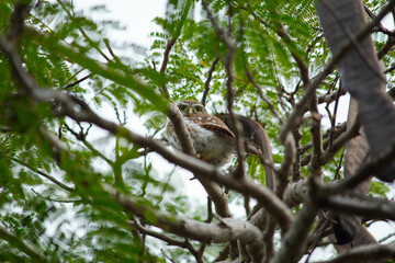 Tecolote bajeño (Glaucidium brasilianum)  