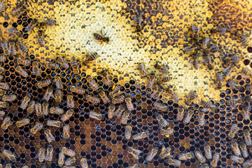 Abstract hexagon structure is honeycomb from bee hive filled