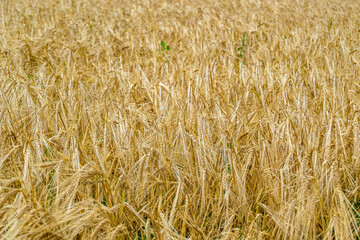 Photography on theme big wheat farm field for organic harvest