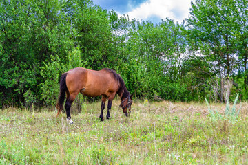 Naklejka na ściany i meble Beautiful wild brown horse stallion on summer flower meadow