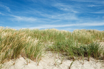 Beach dunes nature view with dune green grass, fine sand and blue clouds sky. Shore of Baltic sea,...