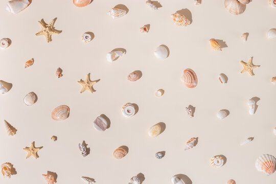 Fototapeta Seashells and starfish with shadows on beige pastel background at sunlight. Summer vacation concept. Nautical pattern. Minimal flat lay with natural shells, sea stars, stones, sea life theme