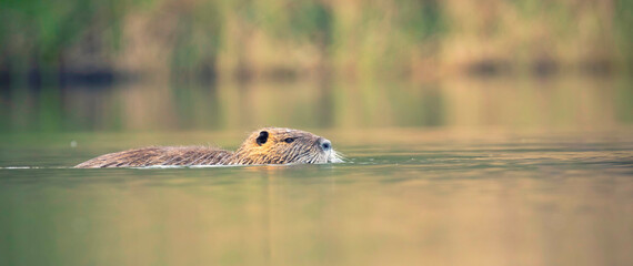 Nutria Myocastor coypus swims in the river looking for food. © Jiří Fejkl