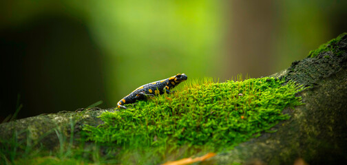 Salamander salamandra of the forest in the forest on grass and moss looking for food.