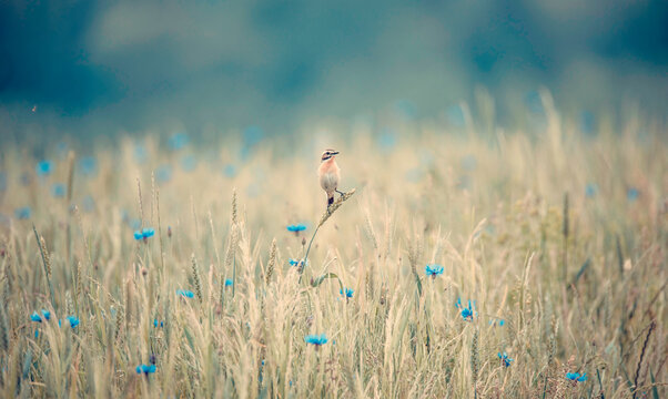 Whinchat saxicola rubetra female sitting on grass.