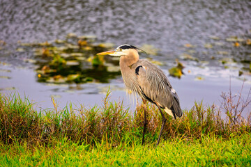 Birds on a golf course in Stuart Florida