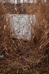 The lake is overgrown with yellow reeds and cattails. Thickets of reeds growing on the edge of the pond. Autumn landscape of dried grass on the river bank. Overgrown shores of the reservoir.