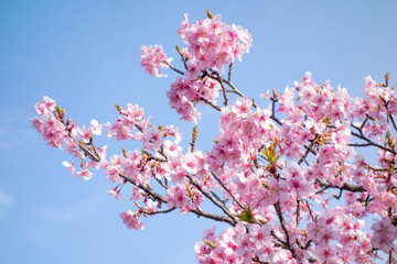 Kawazu-sakura, Cherry blossoms in full bloom on blue sky background with copy space. A scene of springtime in Japan.