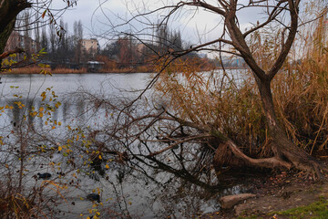 Obraz premium The overgrown shore of the pond on an autumn day. View through the branches of trees and yellow reeds on the city pond with multi-storey buildings on the shore.