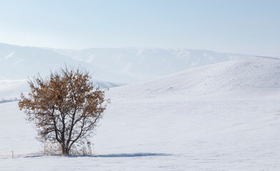 Fototapeta na wymiar dry tree in a snowy field with leaves against the backdrop of mountains