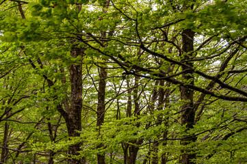 Vista d'insieme di un fitto bosco in piena vegetazione nelle montagne calabresi