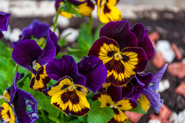 Close up di fiori di Viola dal colore intenso