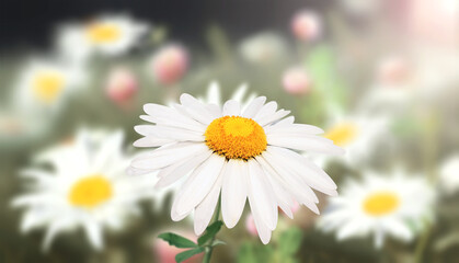 Fototapeta premium Wild flowers of chamomile in a meadow on sunny nature spring background. Summer scene with camomile flower in rays of sunlight. Close-up or macro