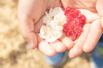 子供が手のひらに集めた白と赤の梅の花