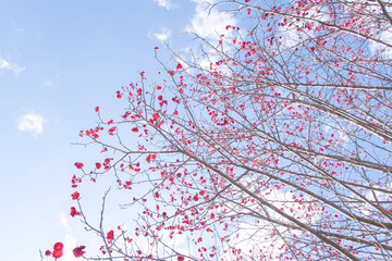 青空に向かって咲く濃いピンクの梅の花