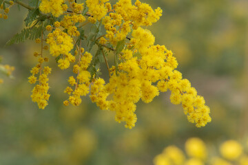 青空に咲くミモザの花　アカシアの花