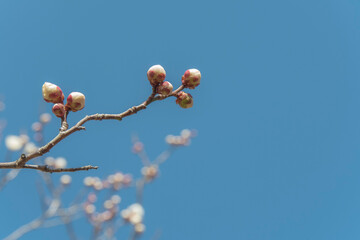 青空に向かって咲く梅の花のつぼみ