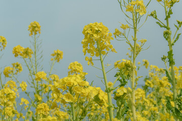 青空の下で満開に咲く菜の花