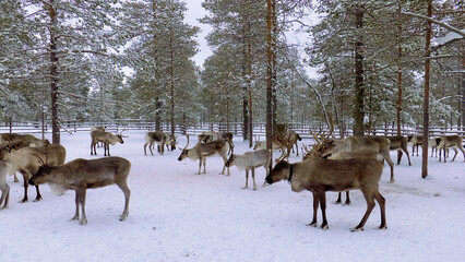 Western Siberia, a herd of reindeer in the corral.