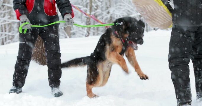 German Shepherd Dog Training. Biting Alsatian Wolf Dog. Winter Season. Obedience Training Of Purebred Adult Alsatian Wolf Dog.