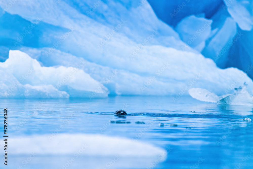 Sticker Seal swimming in the water by an iceberg in the arctic