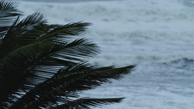 Palm trees bending in category 1 hurricane Florida 