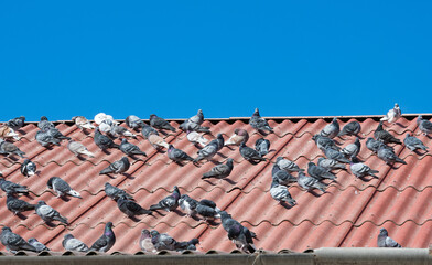 pigeons on the roof of the house