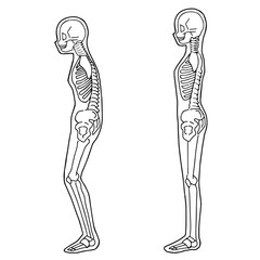 Human skeleton illustration Full body view from the side