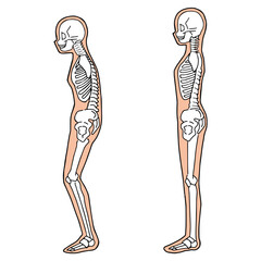Human skeleton illustration Full body view from the side