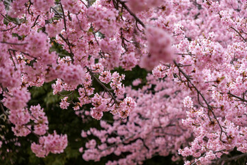 満開の河津桜の風景