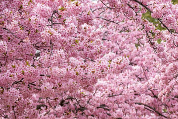 満開の河津桜の風景
