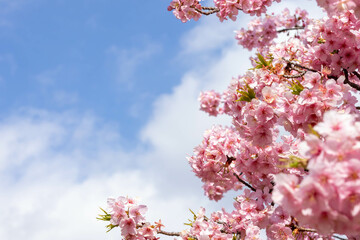 Obraz premium 青い空と満開の河津桜