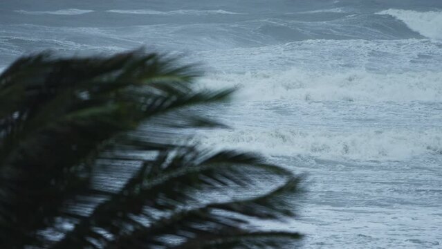 Palm trees affected Hurricane winds Nicole makes landfall 