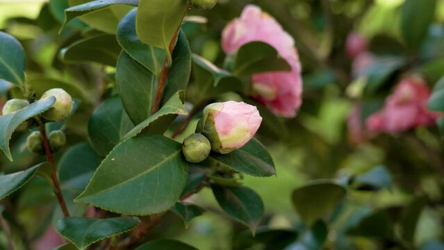 Delicate bud of pink camellia japonica flower with green foliage close up
