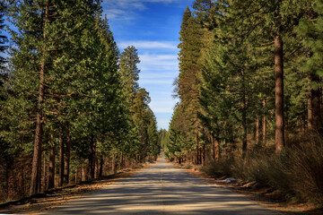 Tree lined Emigrant Pass road in Sierra Nevada Mountains in Northern California