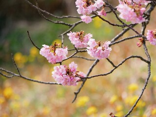 Sakura at Kawazu Japan