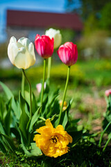 nice tulips in the garden