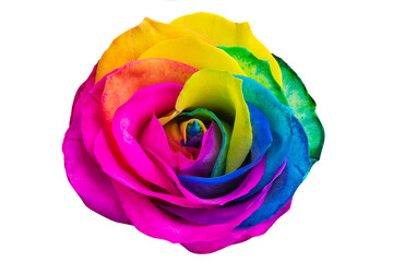Obraz na płótnie Canvas colored rose isolated
