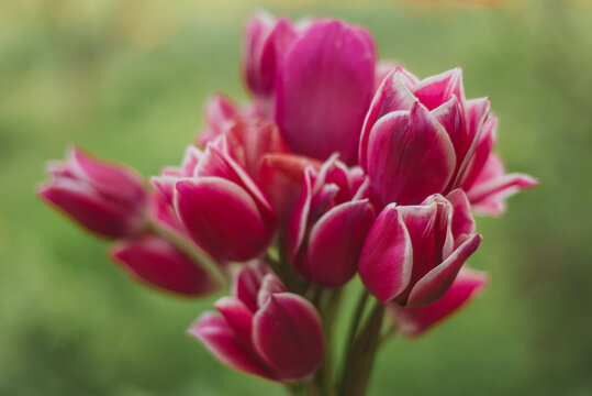 Bouquet of pink garden tulips on a background of fresh grass in spring. Close-up blur and open aperture